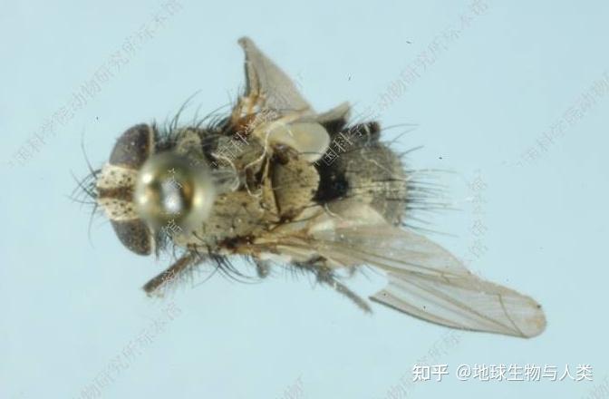 【动物界全系列】寄蝇科—追寄蝇亚科 - 知乎
