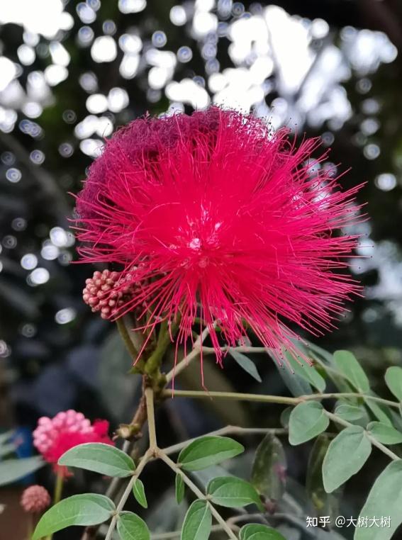 朱缨花种子播种前应该如何处理? - 知乎