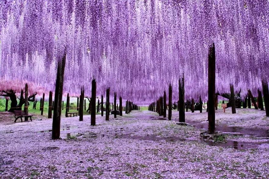 比樱花更迷人比薰衣草更浪漫日本的紫藤花已开成花海宛如人间仙境