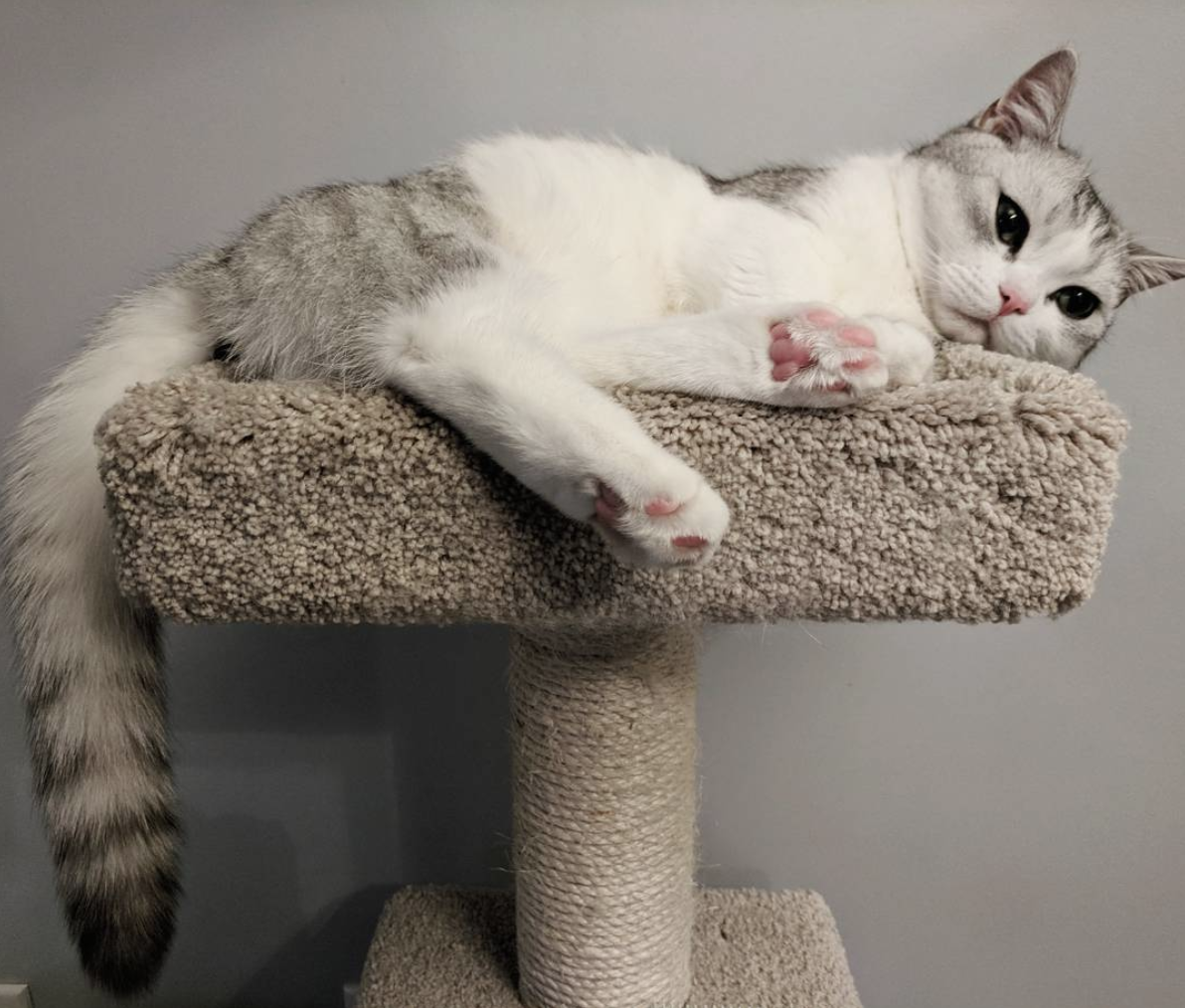 吸猫大会:曼基康猫fomo - 知乎