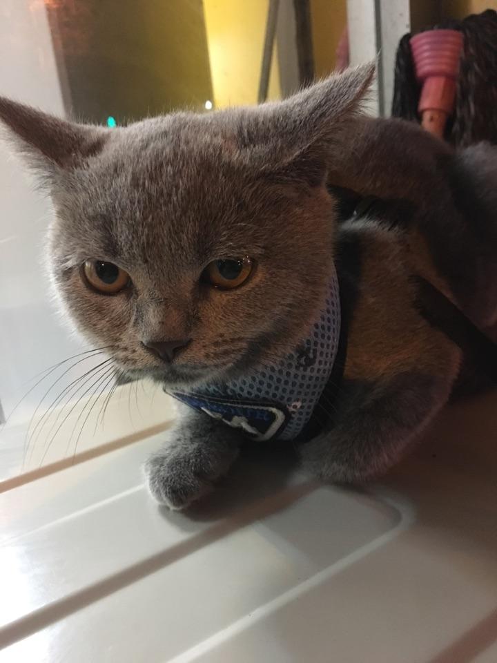 如何能控制住自己晒猫的欲望? - 葱大头的回答