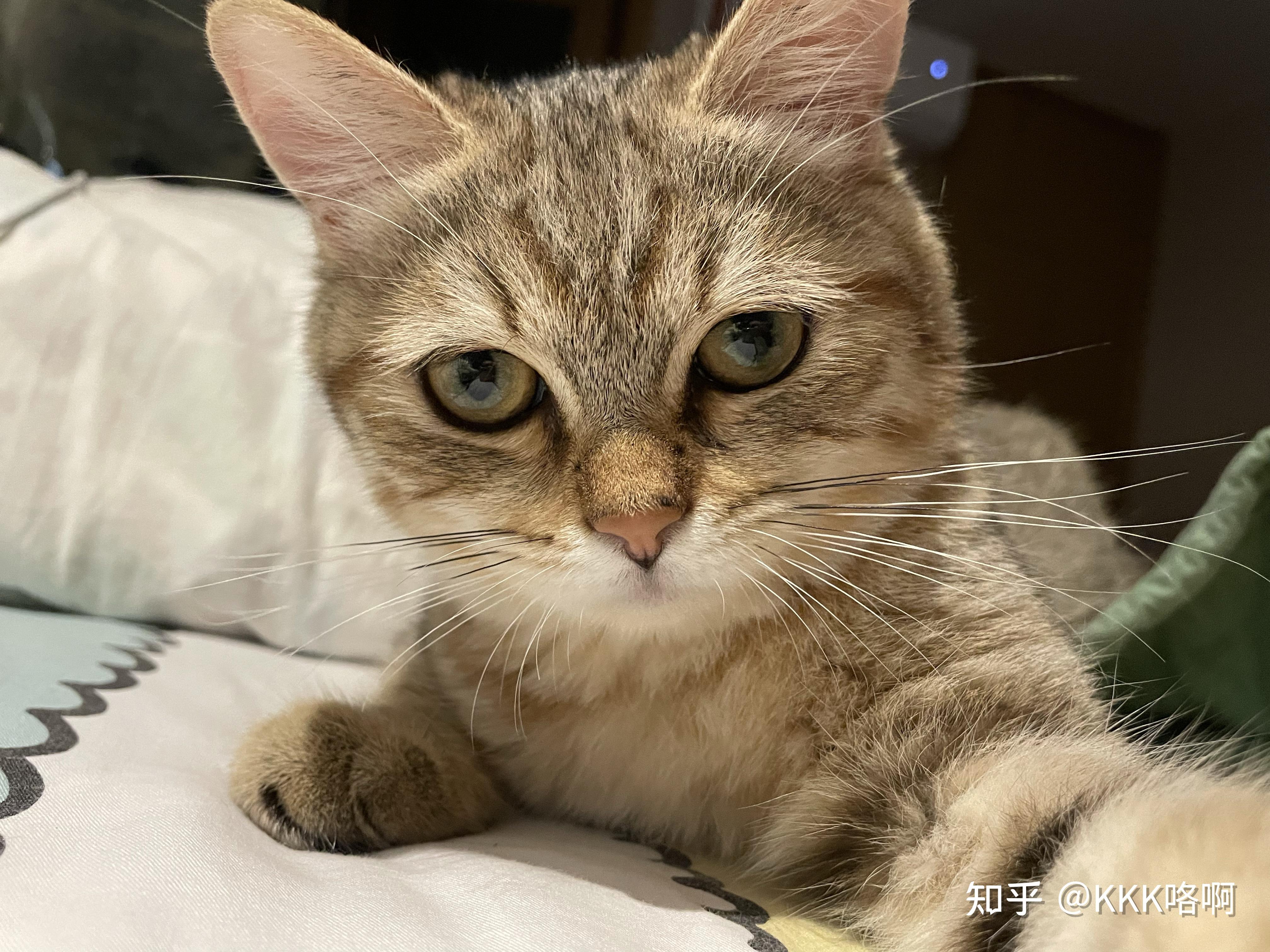 你们有没有看过猫咪自拍照