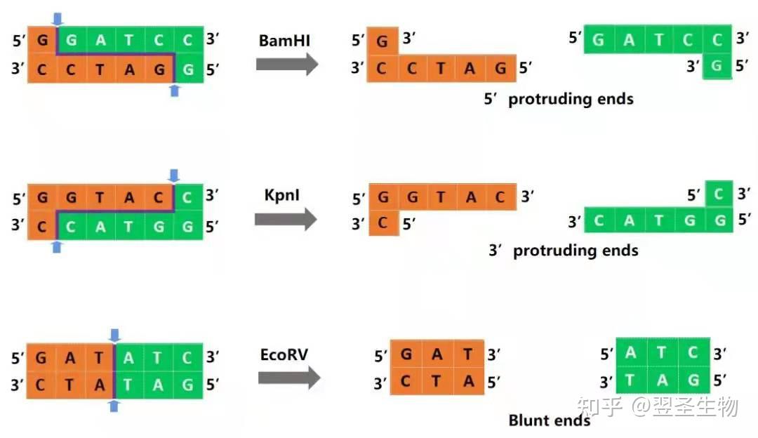 干货 | 限制性内切酶知多少?