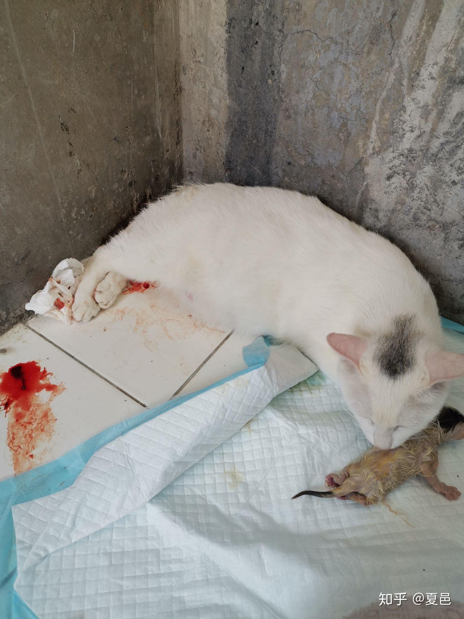 给猫做绝育真的是猫想要的吗