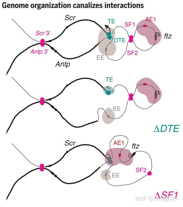 Science | 发育过程中转录动力学与基因组三维结构 - 知乎