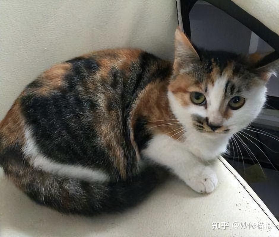 养“三花猫”的5大理由!看完你就明白为什么那么多人喜欢 - 知乎
