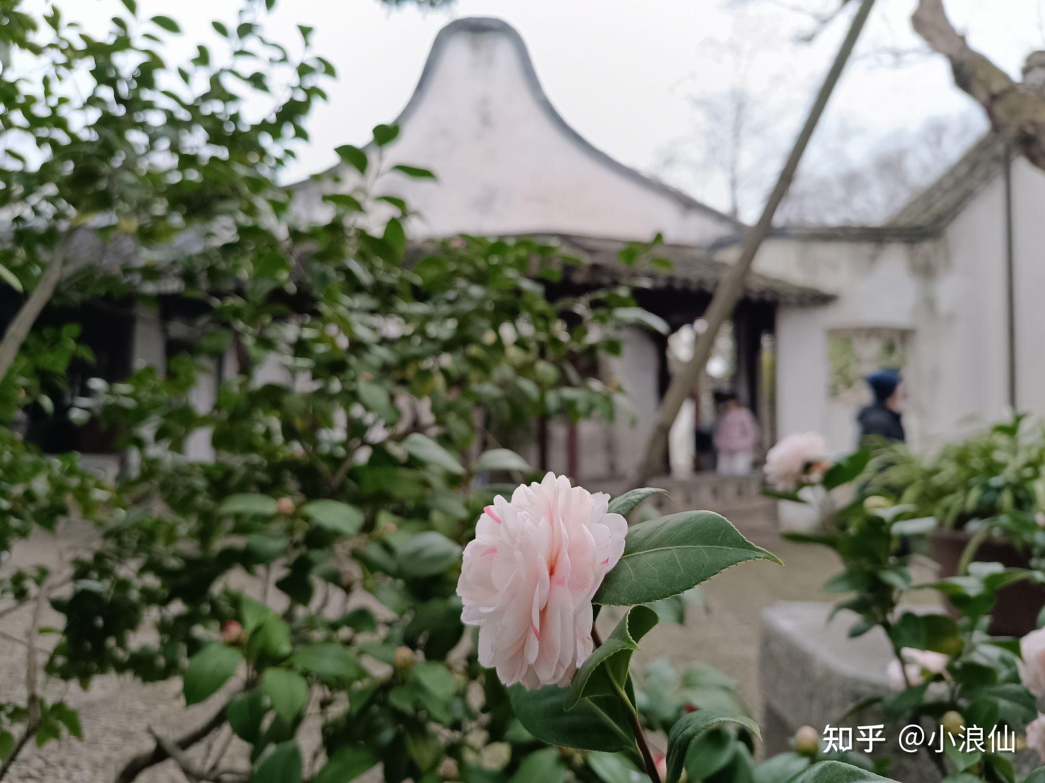 茶花抓破美人脸图片图片