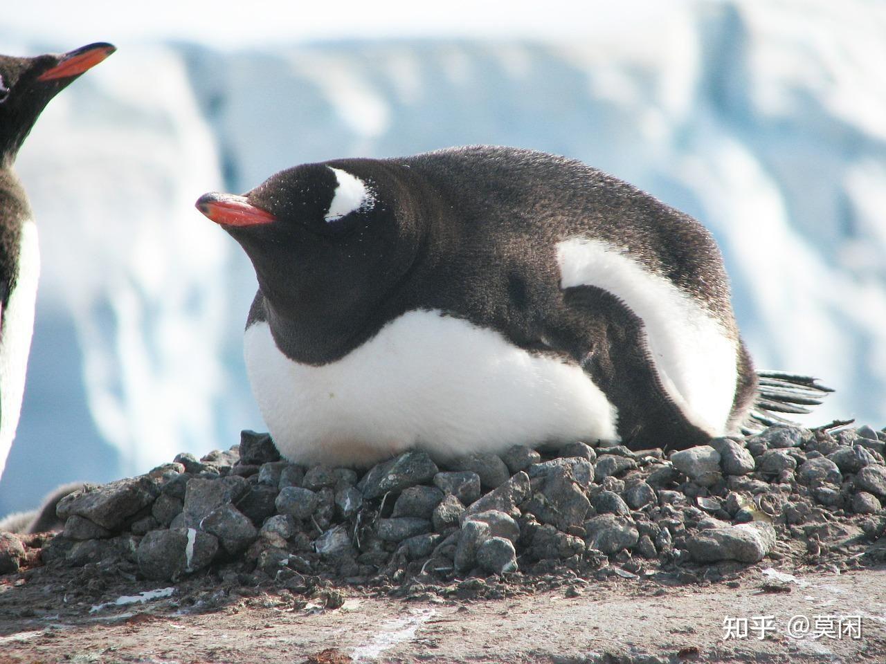 南极企鹅图片 - 25H.NET壁纸库