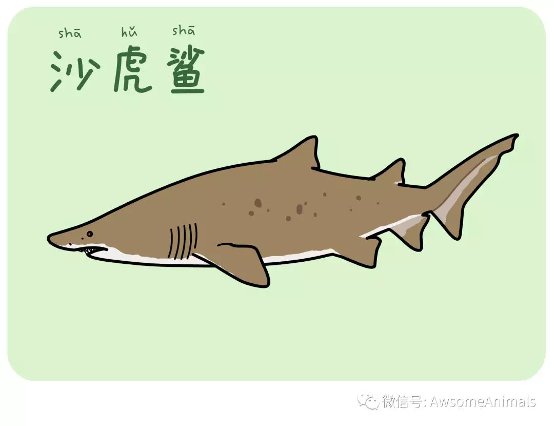 伟大的动物们皱鳃鲨第53期2020年1月9日