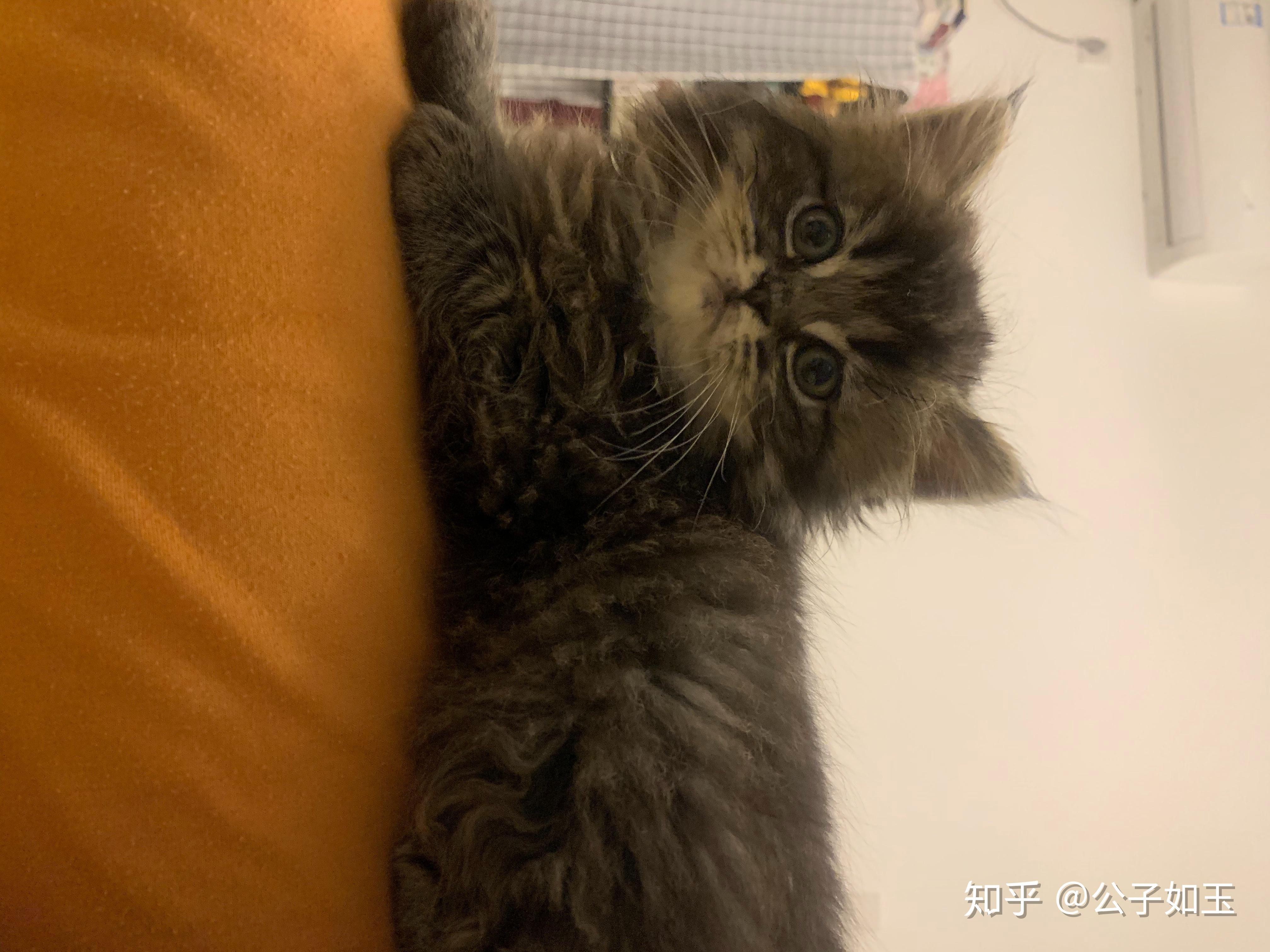 问一下英短蓝猫跟金吉拉配是配出来什么样的猫? - 知乎