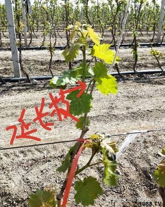 葡萄摘心的注意事项,葡萄用什么水溶肥料产量高?