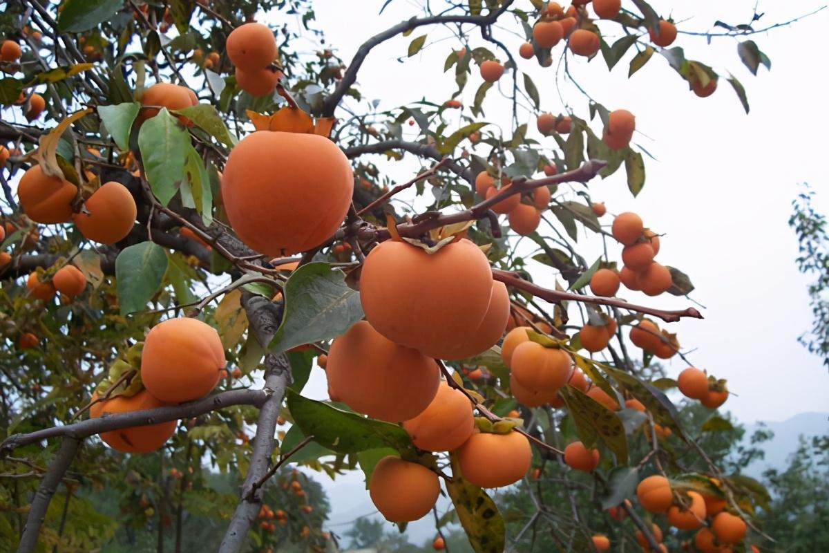 防止柿树落花落果六字诀 - 知乎