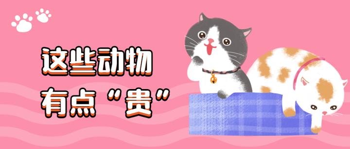 两枚域名两千多万,“扒一扒”那些高价成交的动物域名
