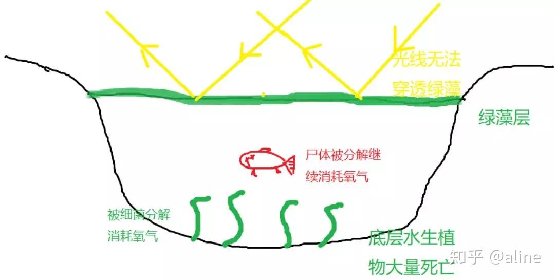 alevel生物碧池是怎樣練成水體富營養化是咋回事兒