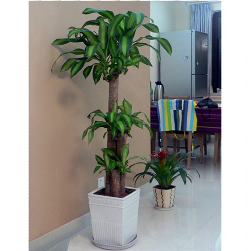 巴西木盆栽的市场选购和黄叶防治 知乎