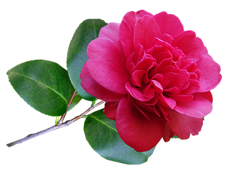 腊梅价格走势预测