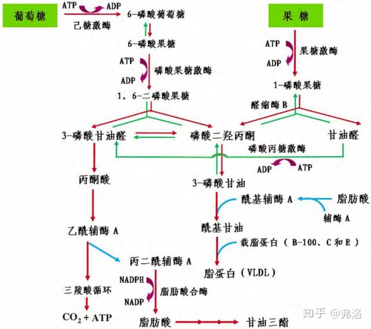 果糖的代謝產物甘油醛在磷酸丙糖激酶這個非限速酶的催化下,生成糖酵