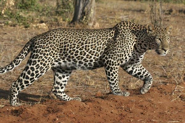 各个种类的豹实力排名是怎么样的 豹的全部种类 腾然网