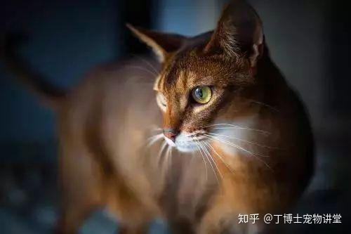 阿比西尼亚猫 日本猫 美短猫 俄国蓝猫 哈瓦那褐猫 巴厘猫 波曼猫 品种介绍 知乎