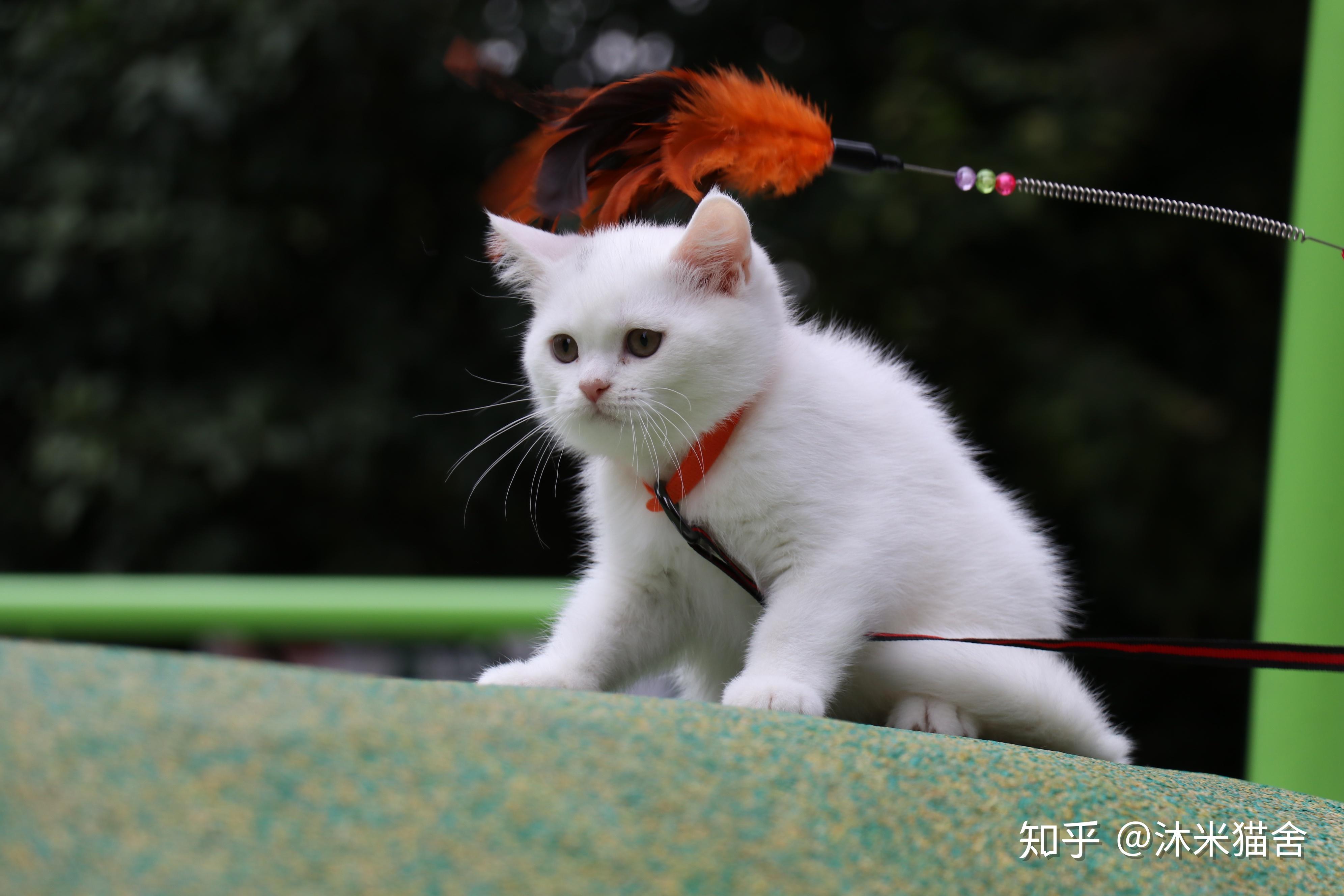 纯种英短白猫英短纯白色橙色眼睛高清照片