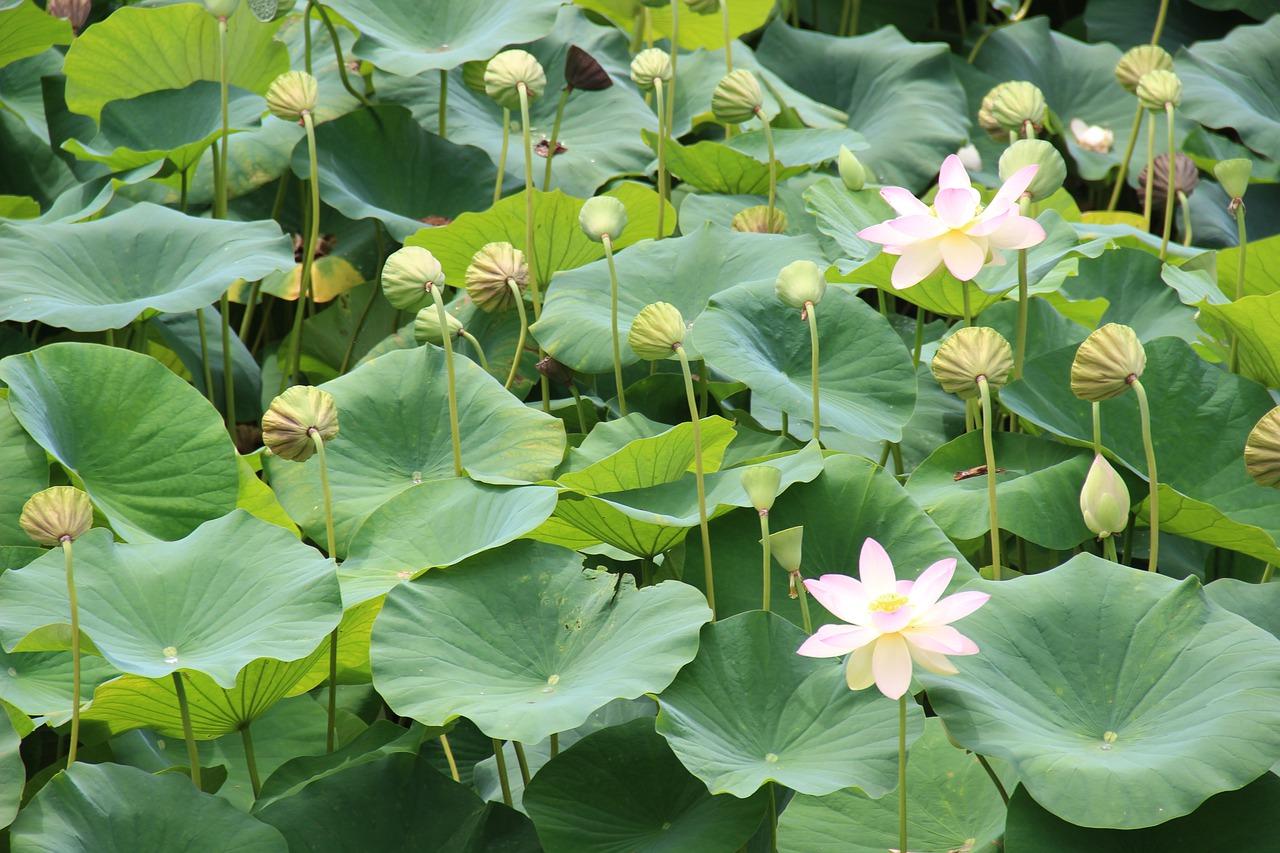 莲花广场怎么样