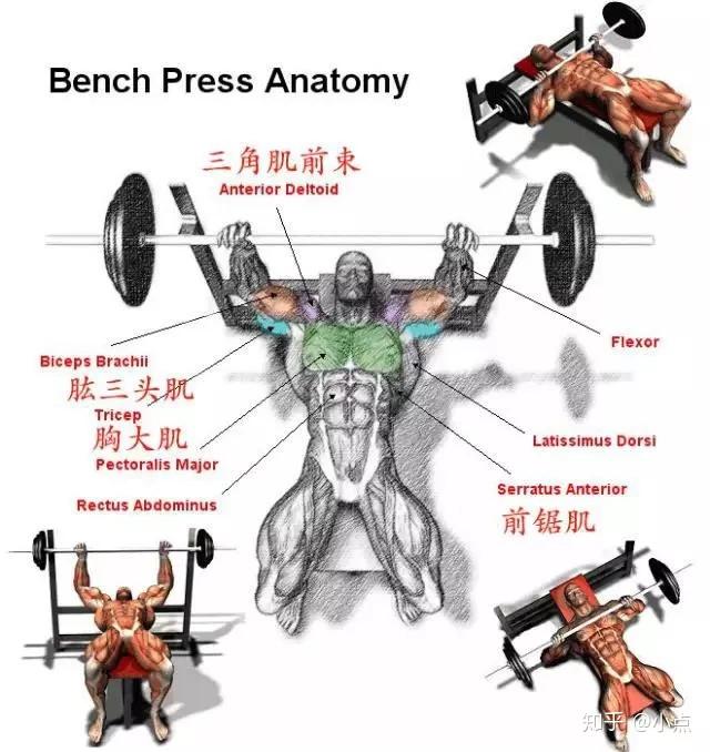 掌握好杠铃卧推的不同握距让你练卧推时一石四鸟