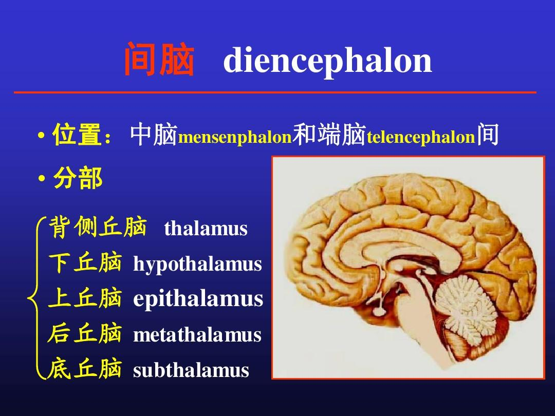 间脑开发是什么有什么作用