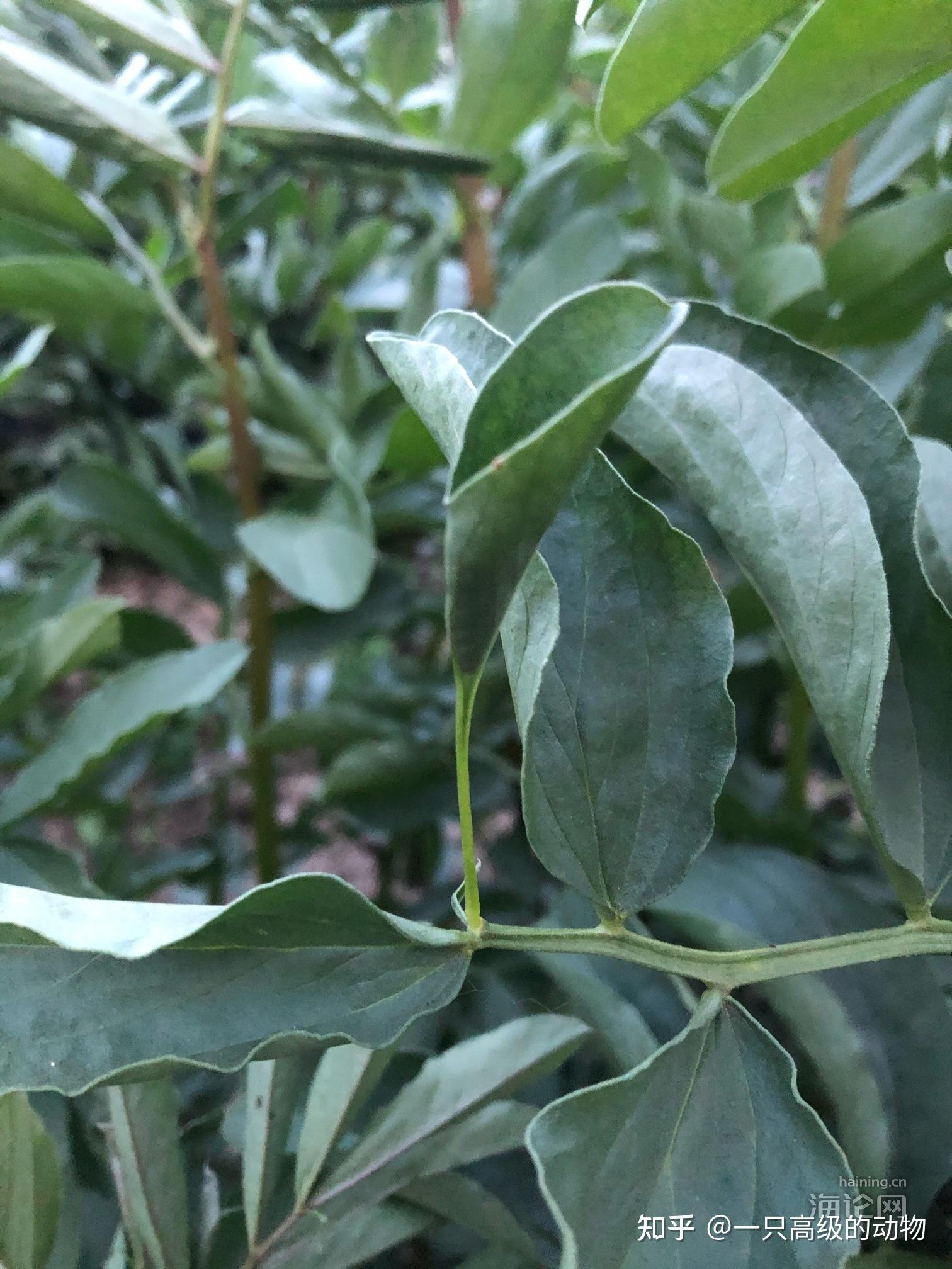 常见植物笔记(六)——胡豆,中草药,野猪草