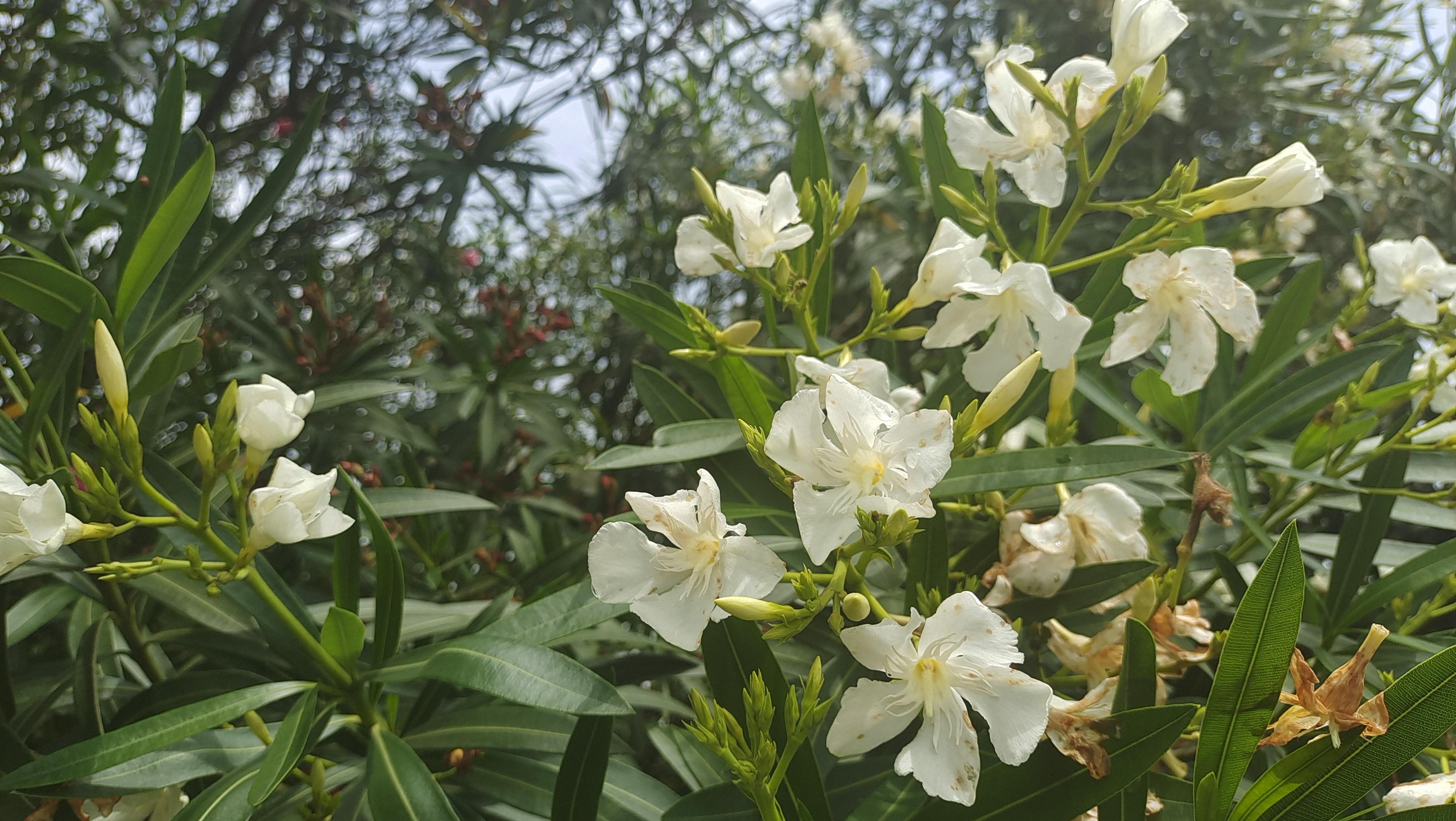 白花夹竹桃花语图片