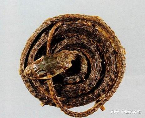 带你识别金钱白花蛇