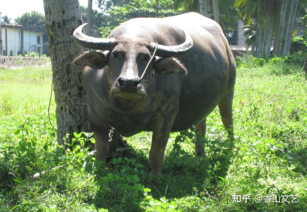 們還把野生稻培育成栽培稻,野生豬馴化成家養豬,野生牛調教成家養牛