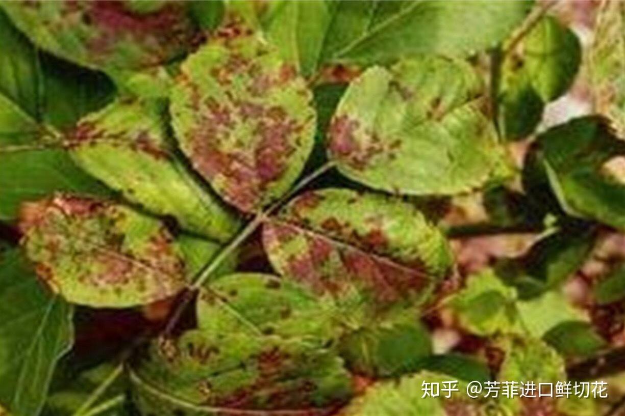 图片来自safari浏览器除了灰霉病,蚜虫也总是打着玫瑰的主意,它们爱