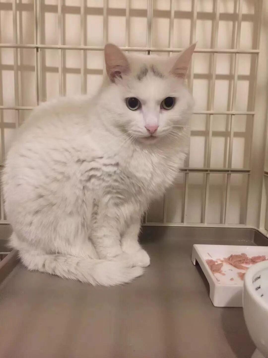 开年宠物领养第一场!全是猫全是猫全是猫! - 知乎