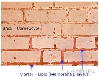 上帝的砖块 脂肪酸 3 皮肤屏障如何得以稳固 知乎