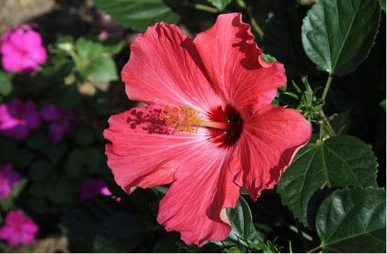 国花知多少亚洲篇