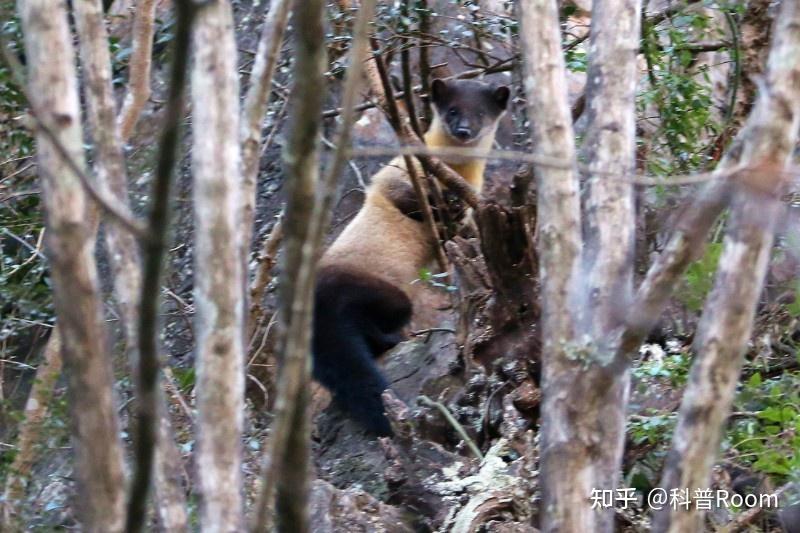 除了"嗜血杀手",黄喉貂还有一个可爱的名号"蜜狗"