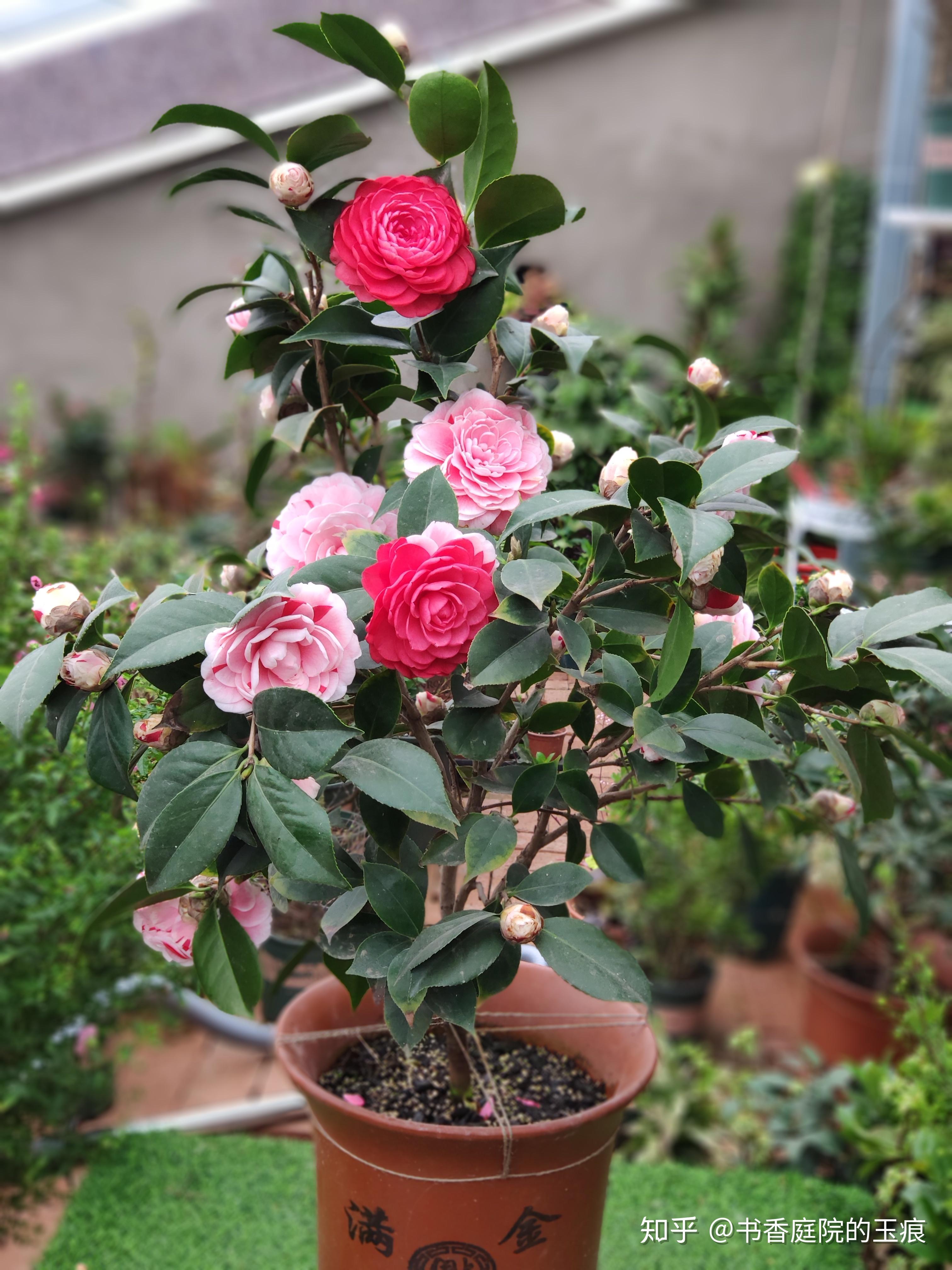茶花用什么盆好养 v2-7a9a988a2b628acb1954541abe51954c_r.jpg