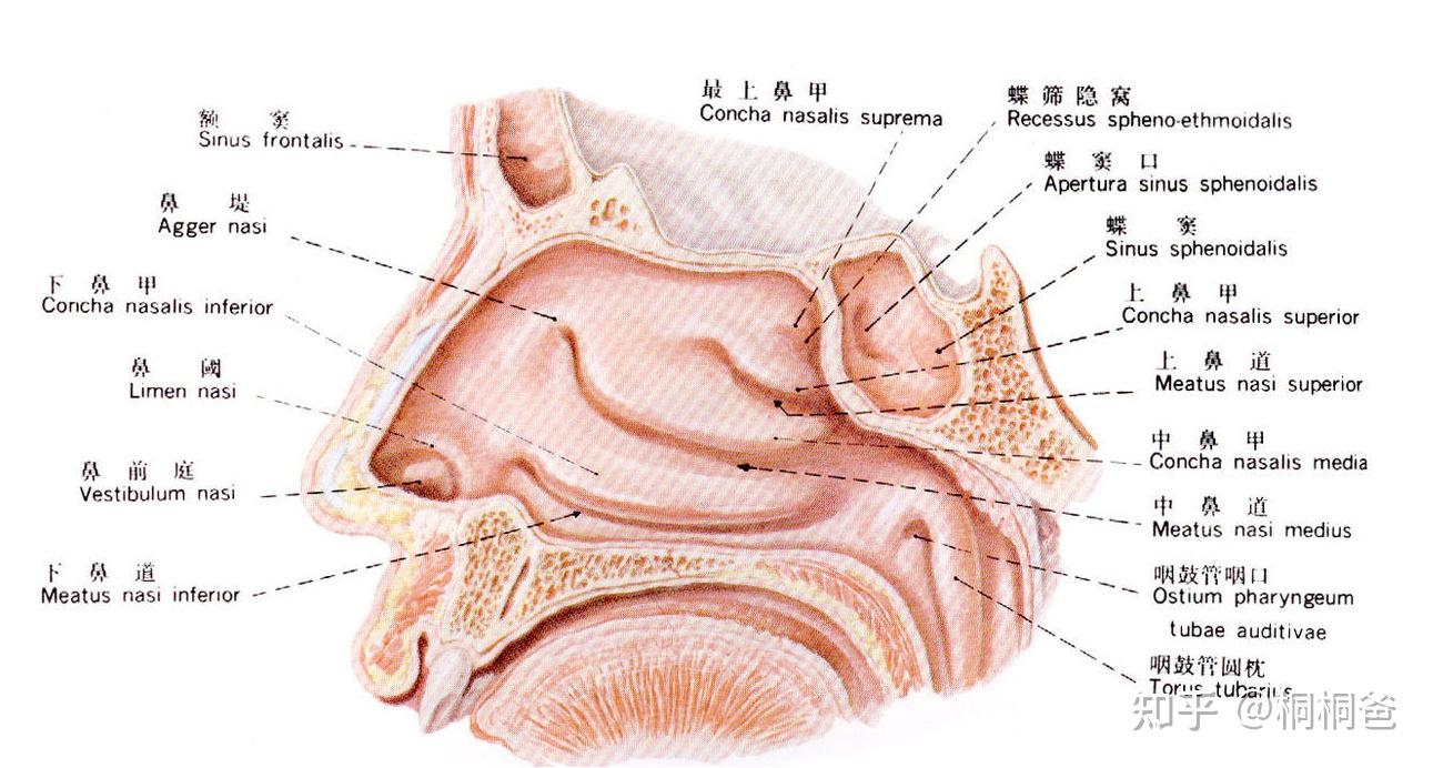 鼻腔的内部是怎样的? - 知乎