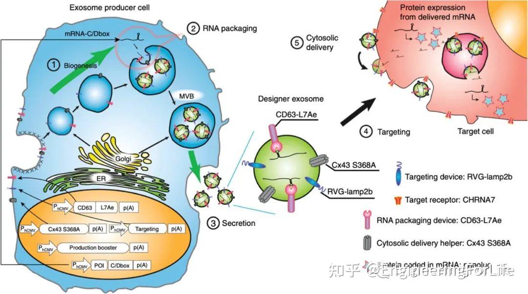 5. 纳米药物在中枢神经系统疾病基因治疗中的应用