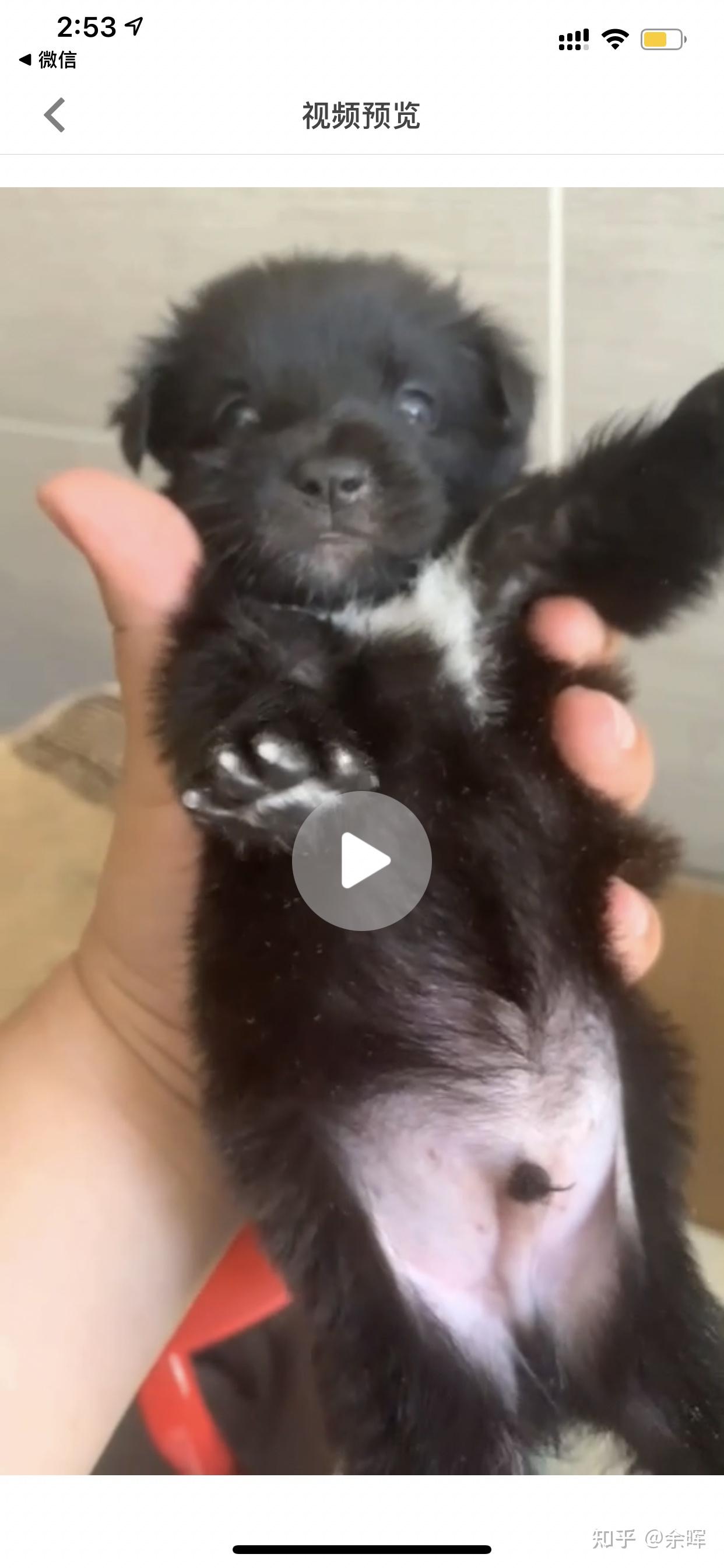 一只黑色的狗,胸前带白毛,是什么品种的呢? - 知乎