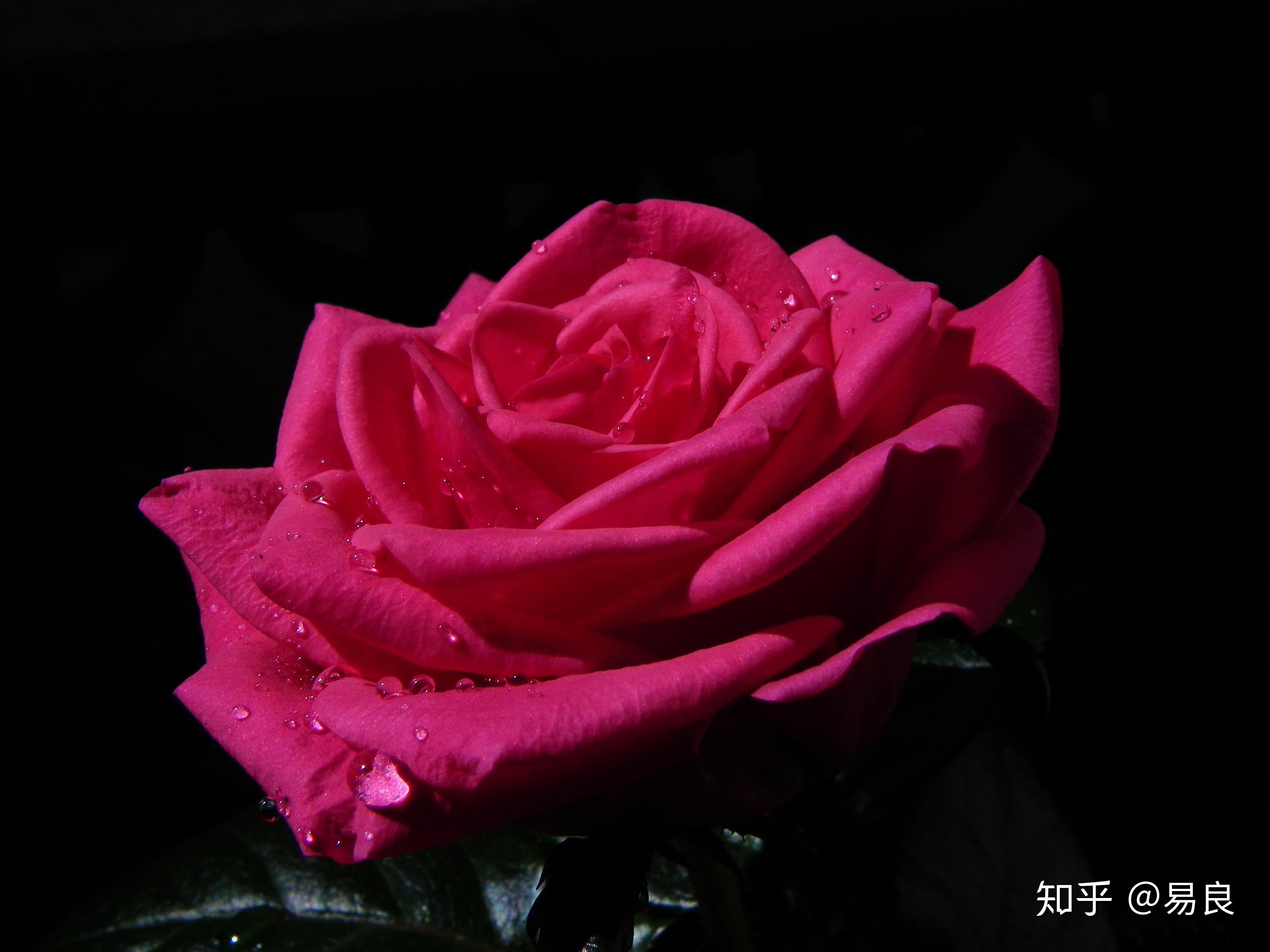v2-7aa44a36bcccbb4c4301ad86b23db148_r.jpg