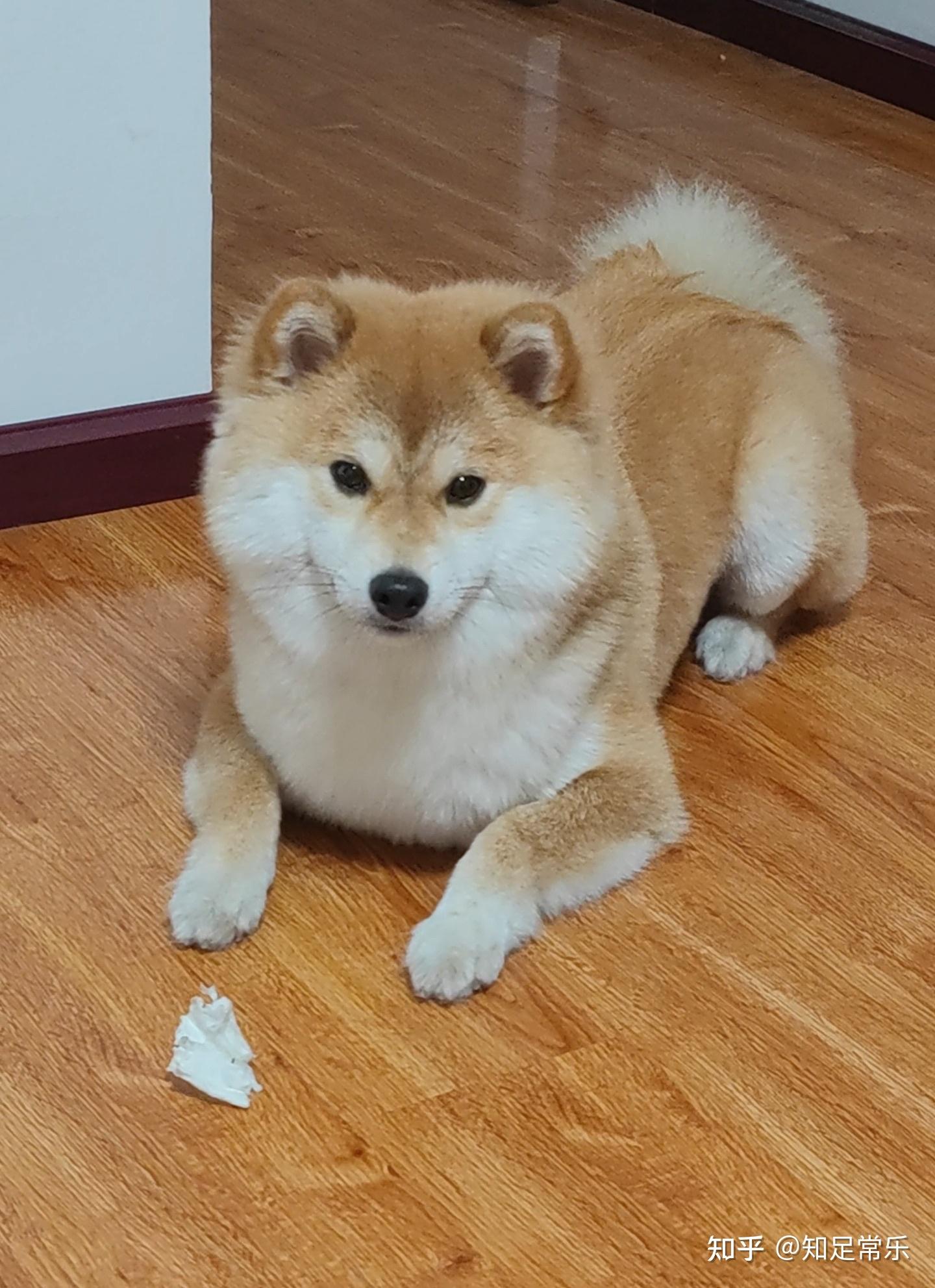 你最讨厌别人怎么评价你的狗狗? - 知乎