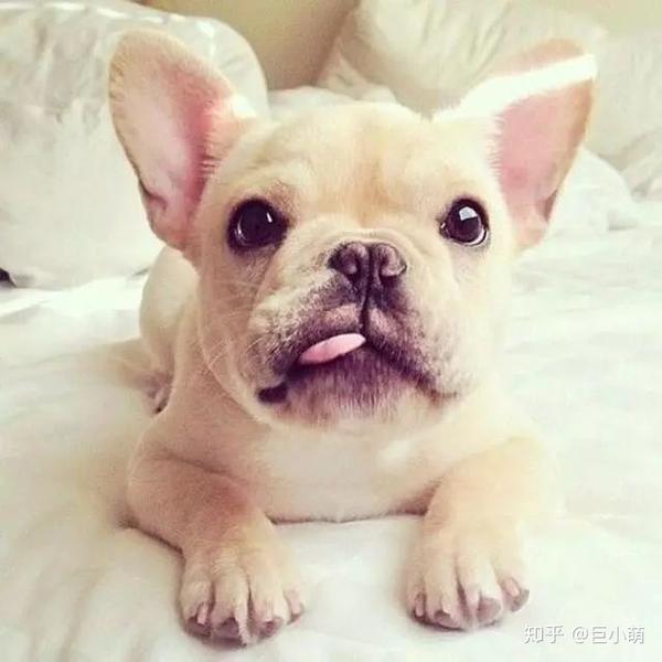 法斗有多可爱 就有多难养 知乎
