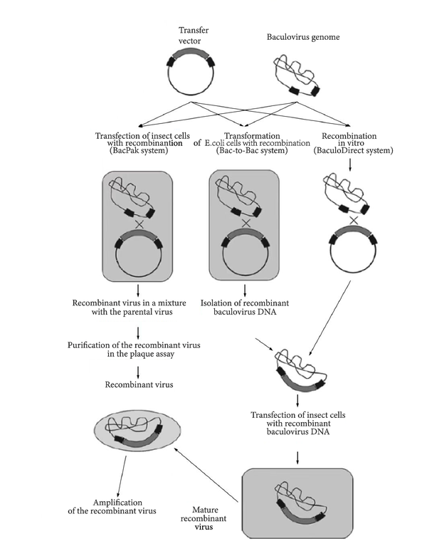 详解昆虫杆状病毒表达系统 - 知乎