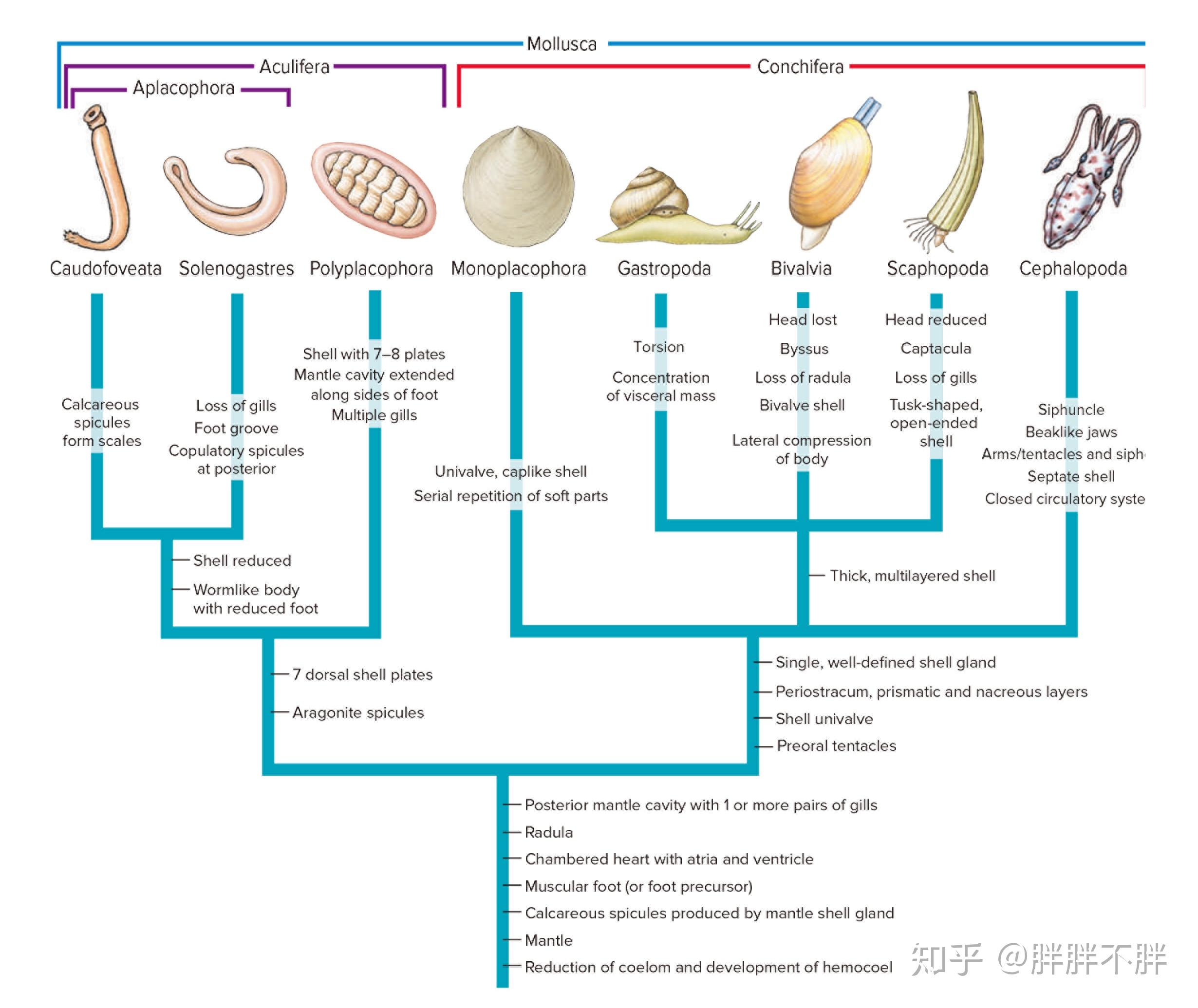 生物学笔记 · 软体动物门