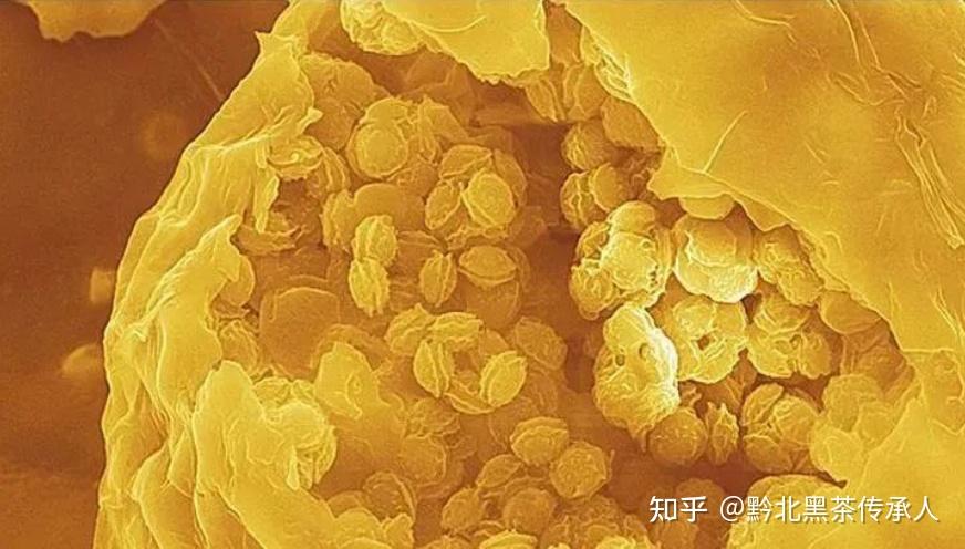 请问大家这个是金花还是黄曲霉素