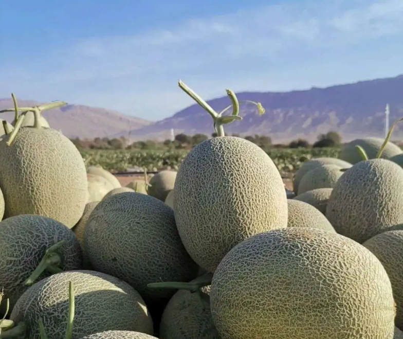 新疆有什么特色瓜果美食值得推荐? - 知乎