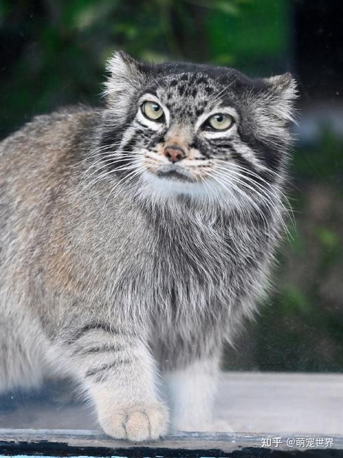 兔狲:高原上的隐秘猎手与生态瑰宝 - 知乎