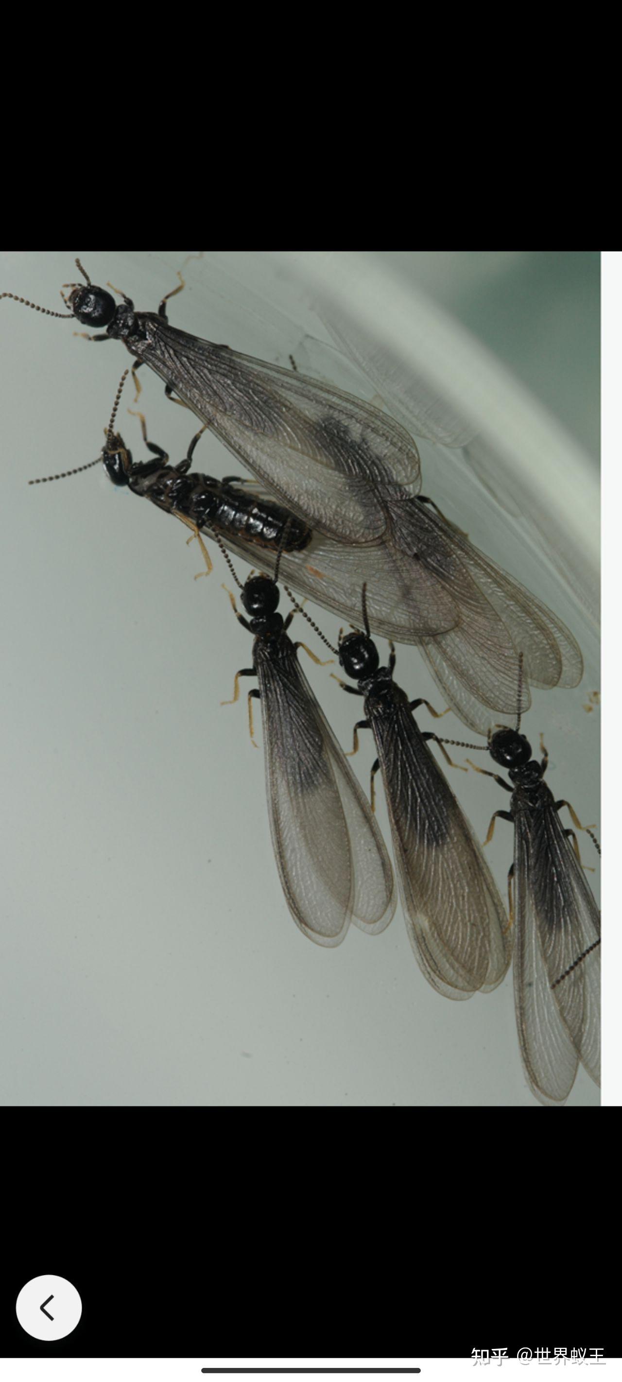 请问一下这是一种什么样的蚂蚁,长大后有翅膀,对房屋有破坏吗? - 知乎