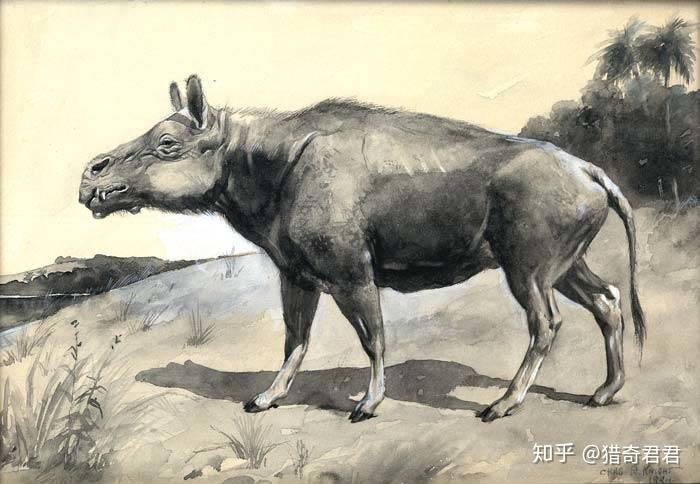 从地狱深处传来的灭绝物种2500万年前灭绝了的地狱猪